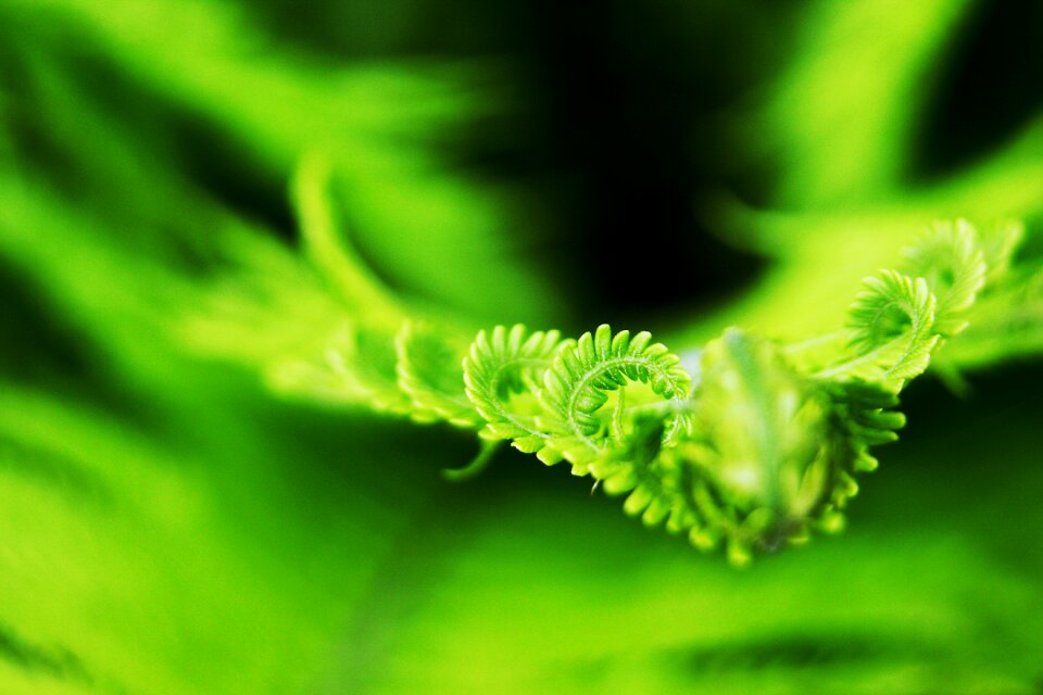 Bracken nature male fern