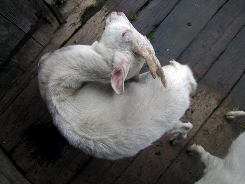 Scrape animal horn farm animals