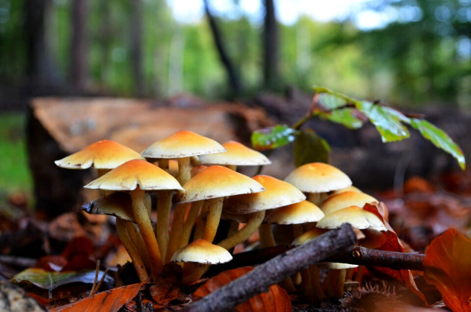 Forest mushrooms nature forest