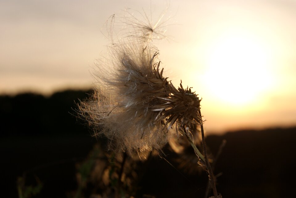 Sun sunset abendstimmung