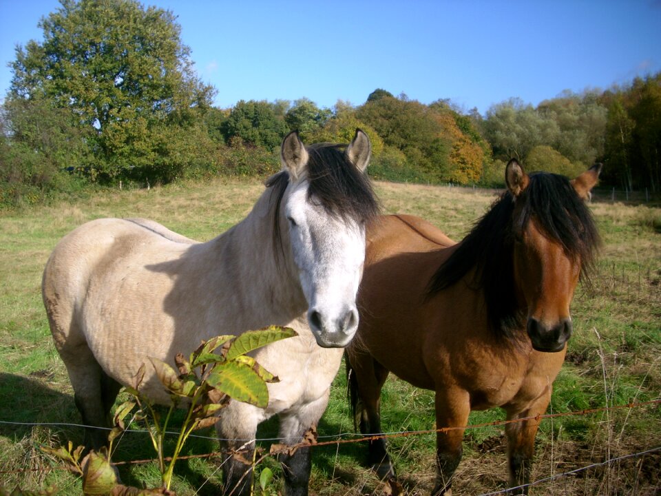 Graze animal meadow