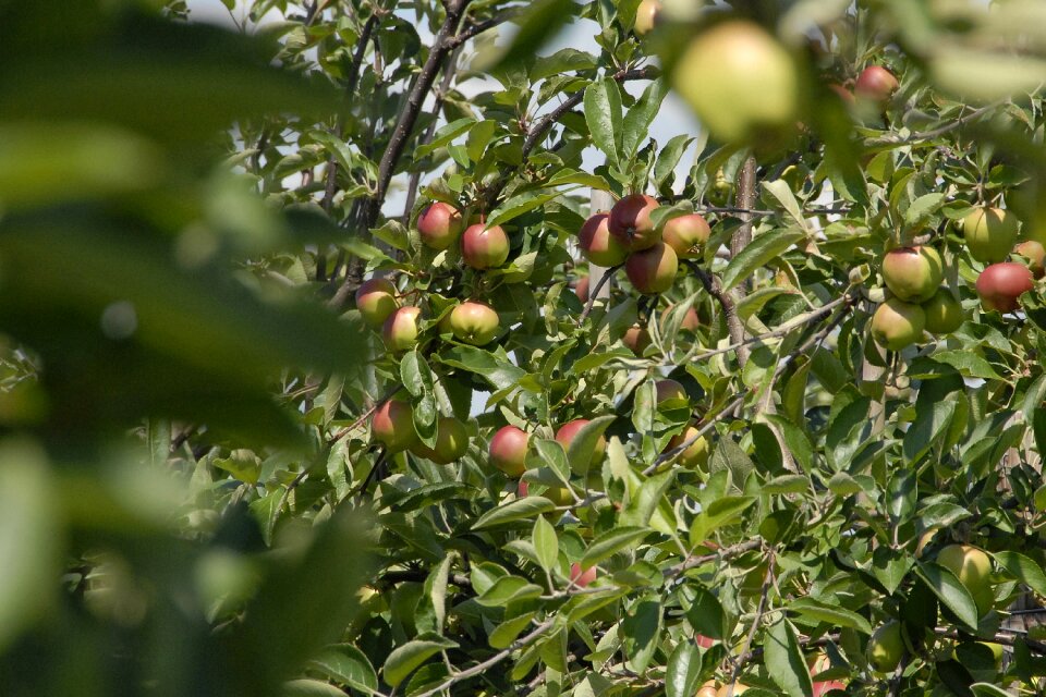 Fruit apples fruits