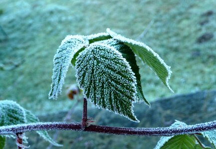 Autumn hoarfrost ripe