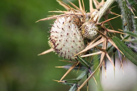 Alps france wild flower