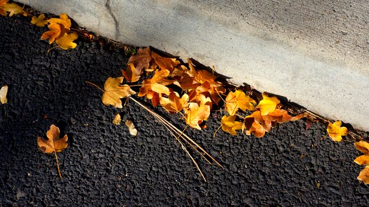 Asphalt road autumn