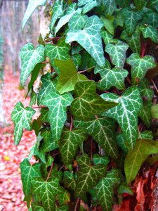 Wrapped up tree creep creeper
