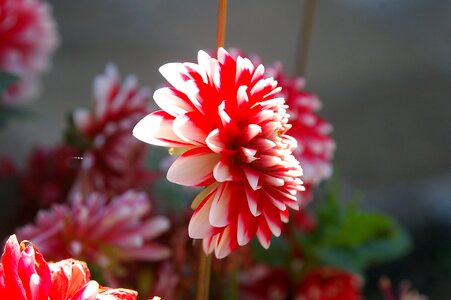 Summer red white