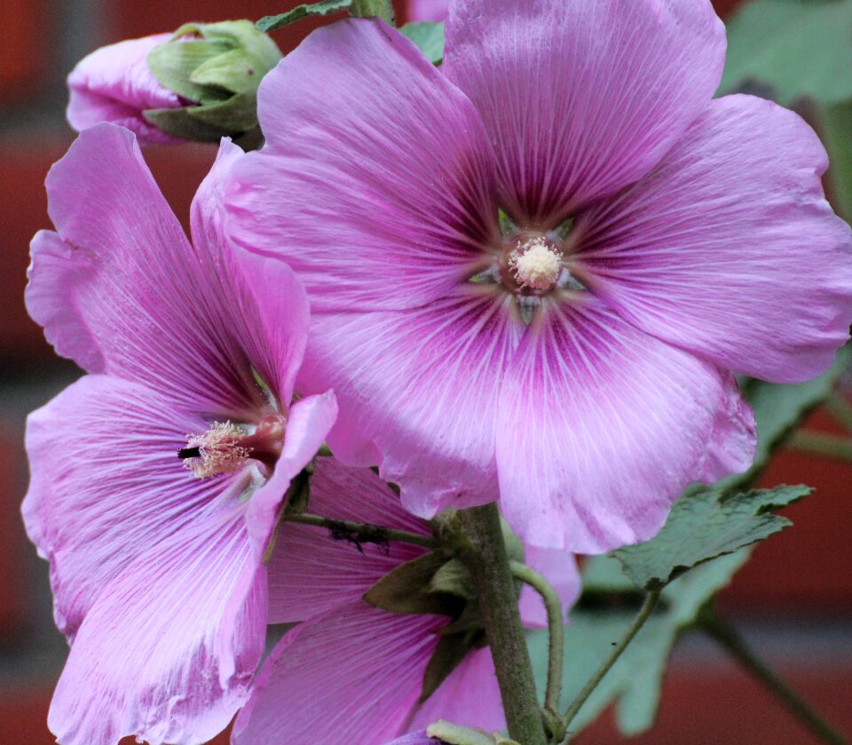 Althaea rosea hollyhock poplar rose