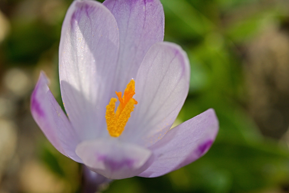 Flower flora blooming