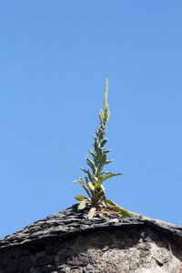 Roof plant tiles photo