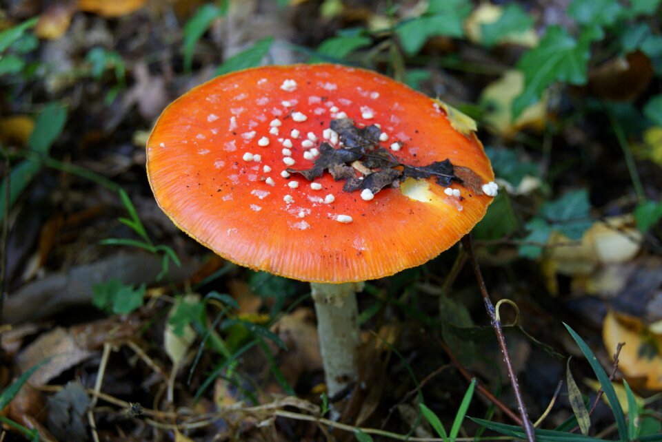 Toxic lucky guy mushroom