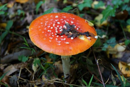 Toxic lucky guy mushroom