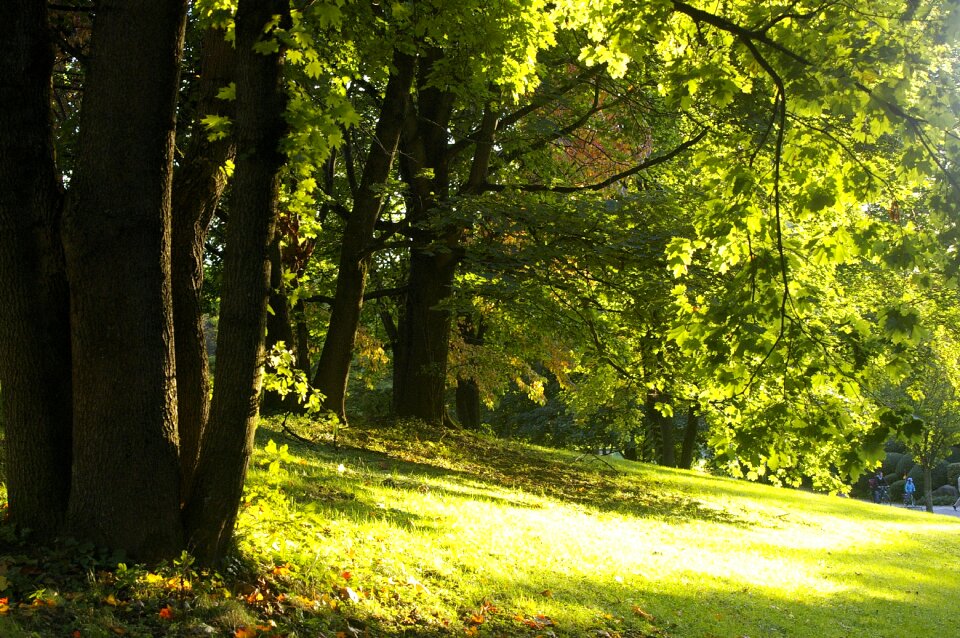 Sun yellow green