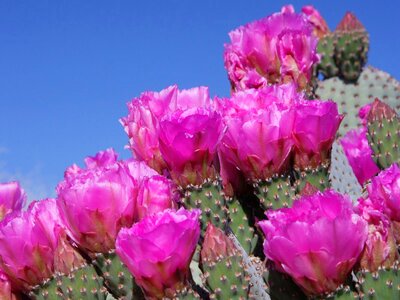 Plug bloom prickly pear flower