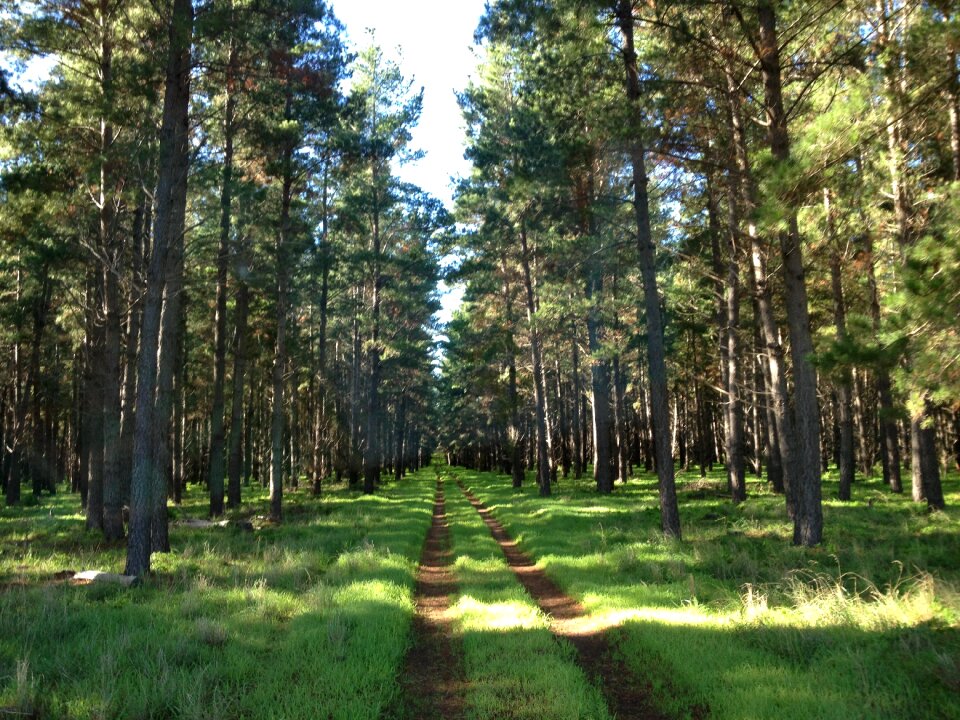 Forest landscape light