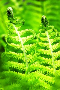 Bracken nature male fern