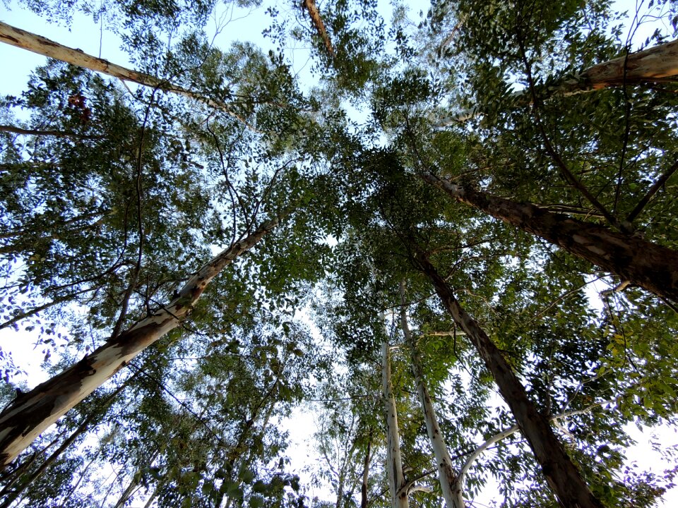 Trees plantation nature