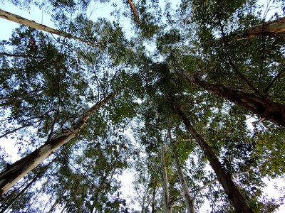 Trees plantation nature