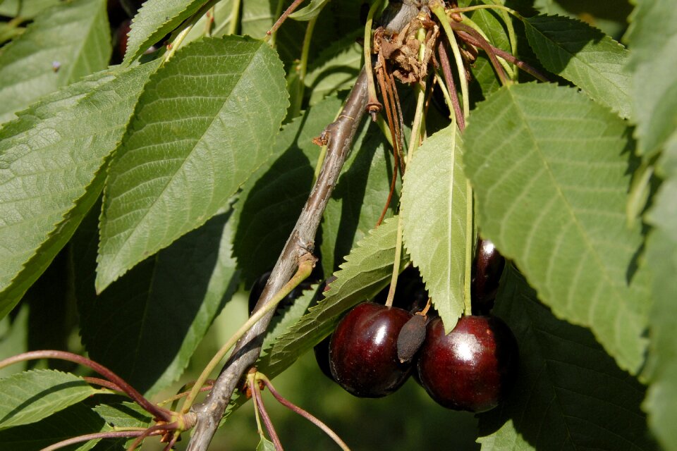 Fruit cherry fruits