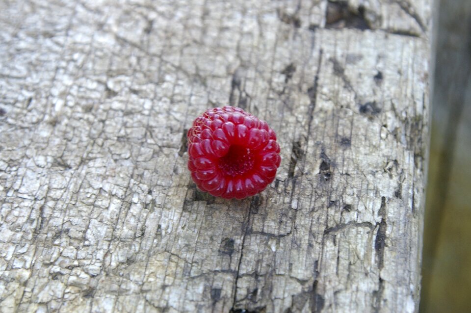 Red berry individually