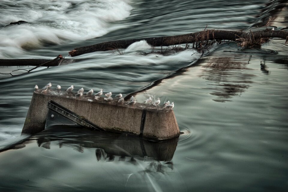 River birds waterfall