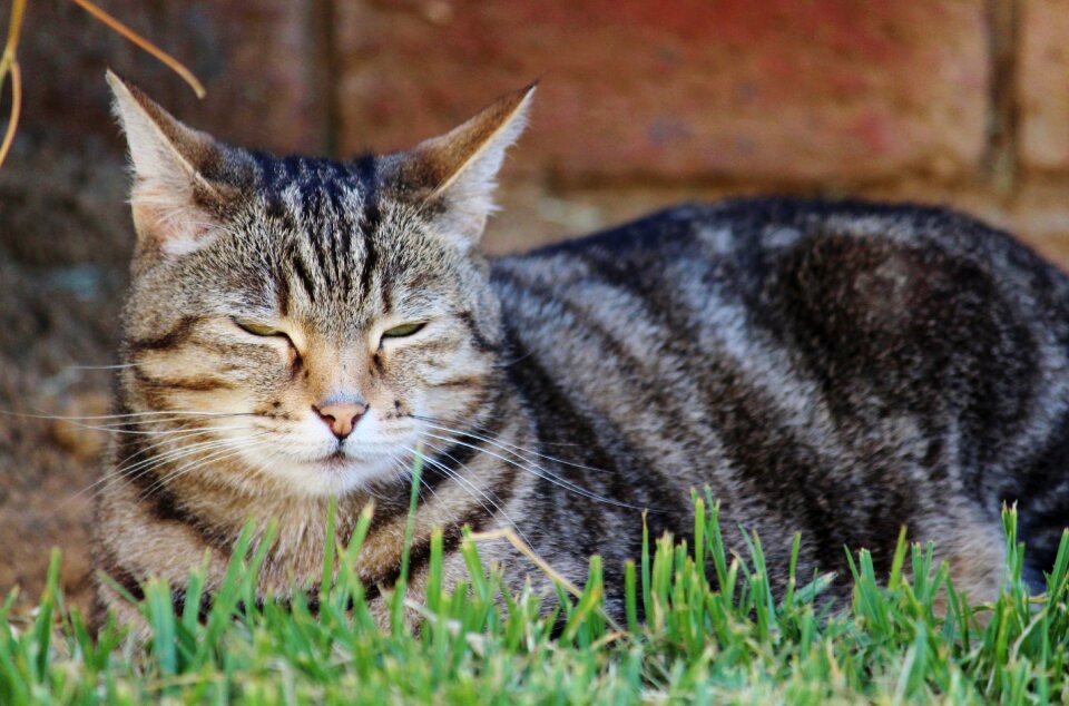 Purr fur domestic cat