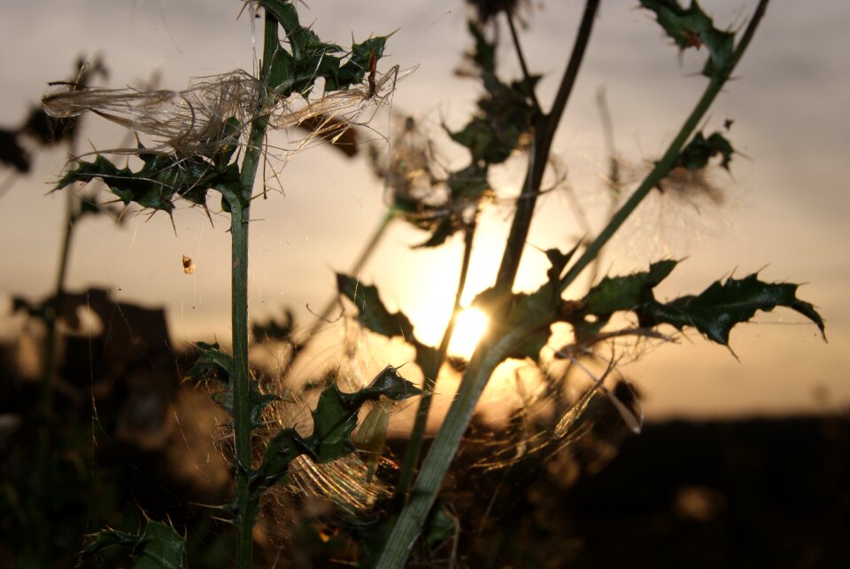 Sun sunset abendstimmung