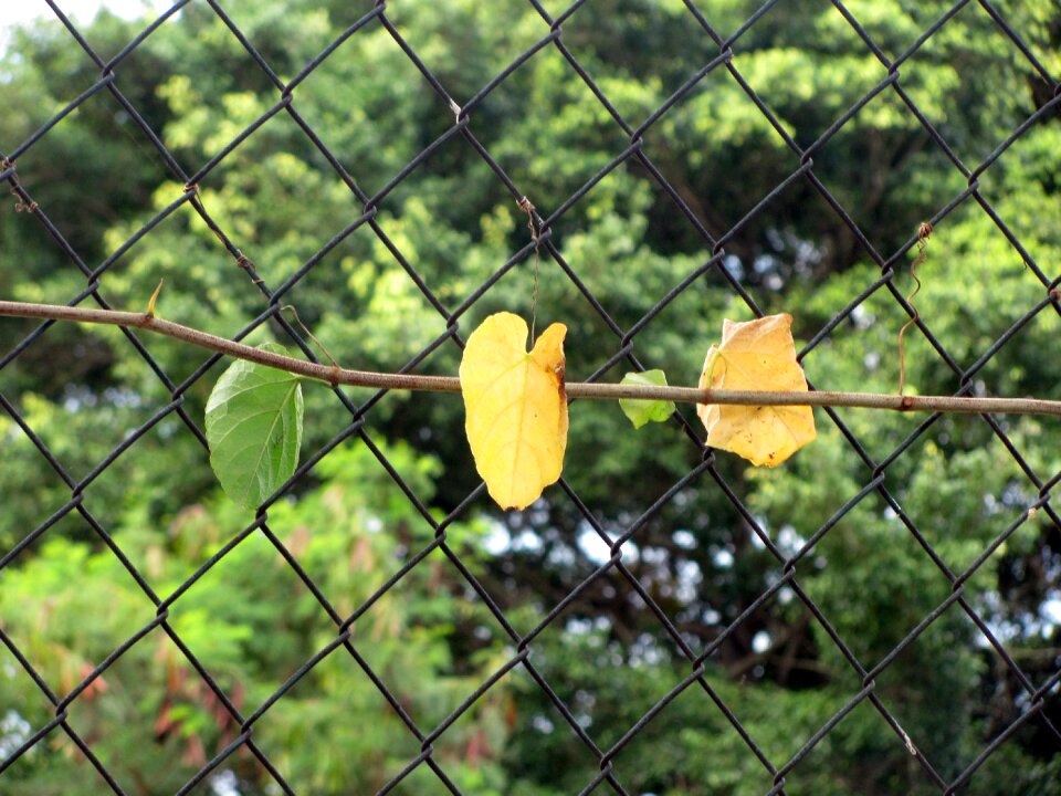Wire garden plant