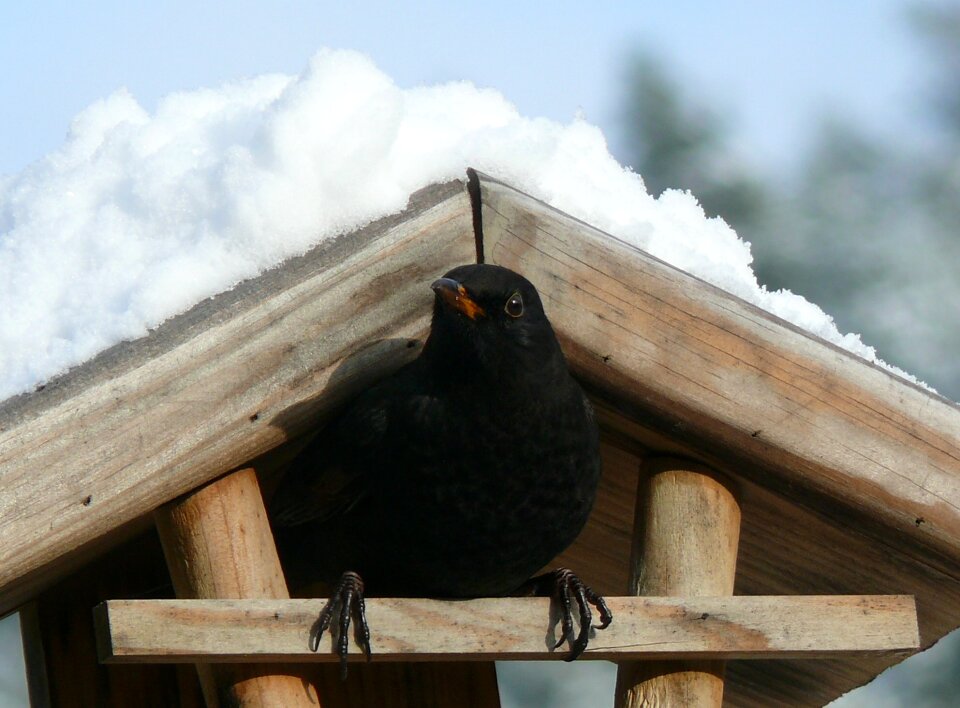 Blackbird snow bird feeder