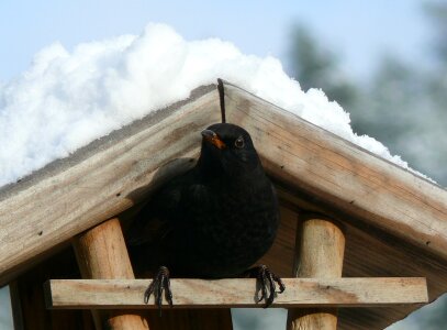 Blackbird snow bird feeder photo