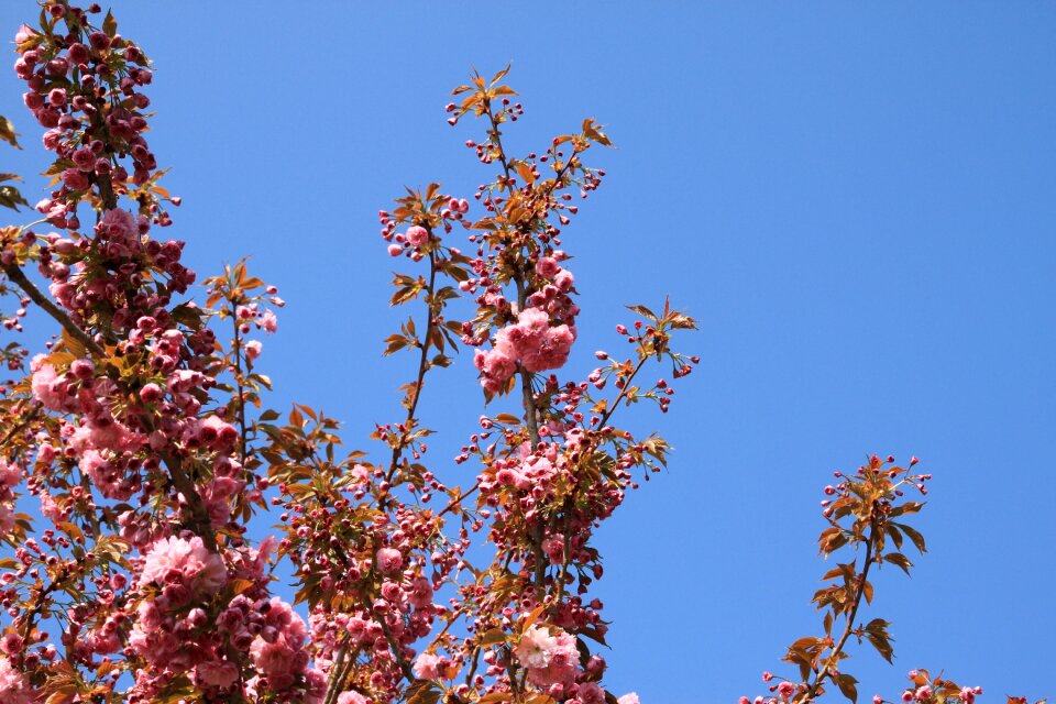 Bloom spring flower ornamental cherry