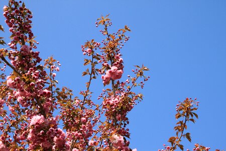 Bloom spring flower ornamental cherry photo