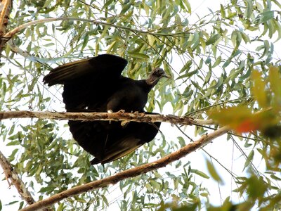Bird tropical birds nature