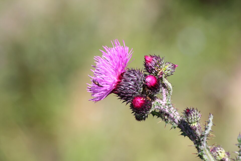 Mountain alps france plant