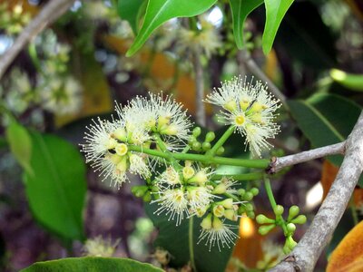 Mata atlantica nature field photo