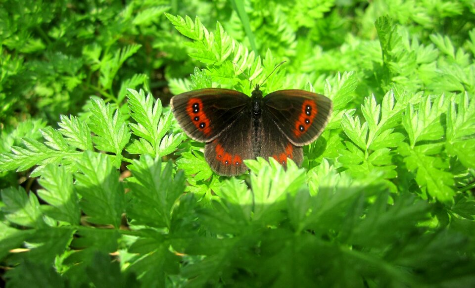 Meadow brown contrast