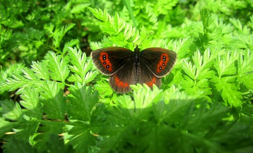 Meadow brown contrast