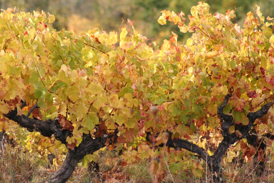 Nature vine leaves grapes