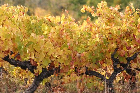 Nature vine leaves grapes
