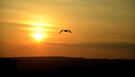 Bird sunset against light photo