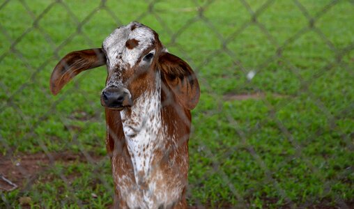 Pasture puppy about