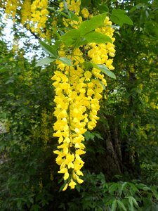 Nature blossom bloom