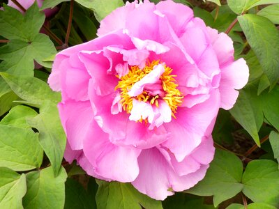 Pink stamens flowers