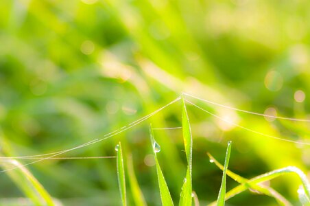 Dewdrop green morgentau