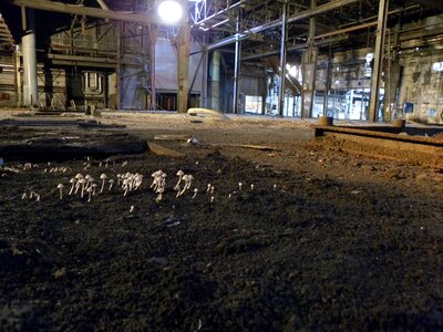 Deutz factory khd mushrooms photo