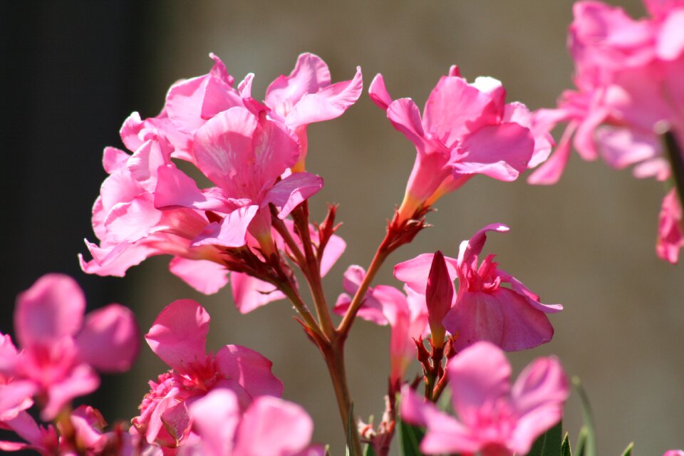 Azalea spring garden