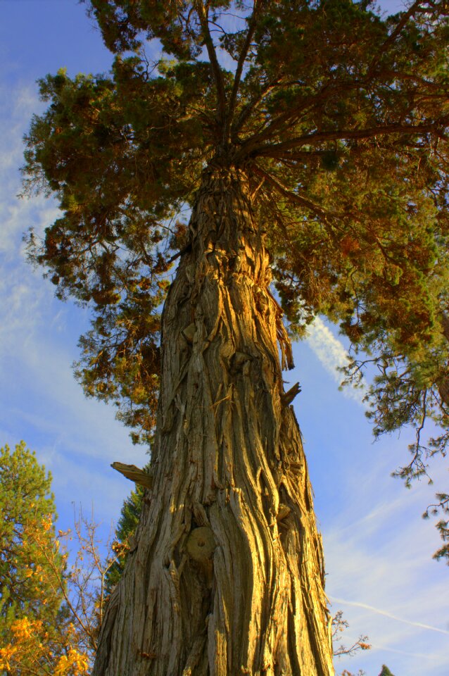 Wood forest natural