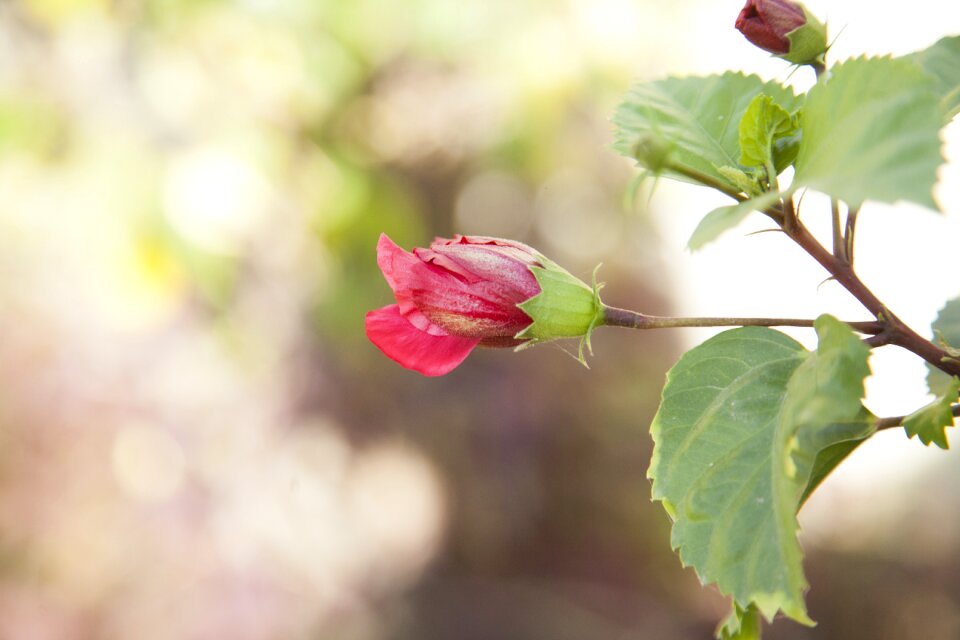 Gardening botanical