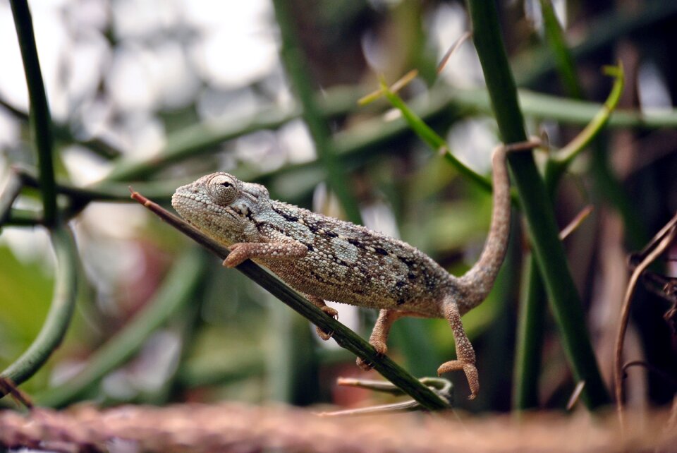Wildlife animal nature