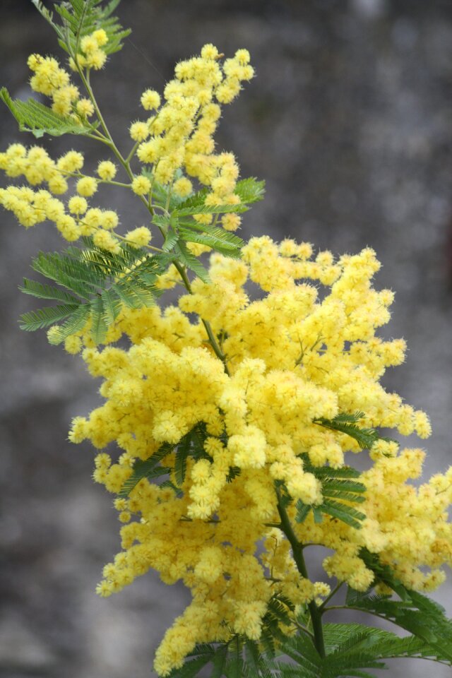 Yellow south of france garden